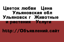 Цветок любви › Цена ­ 200 - Ульяновская обл., Ульяновск г. Животные и растения » Услуги   